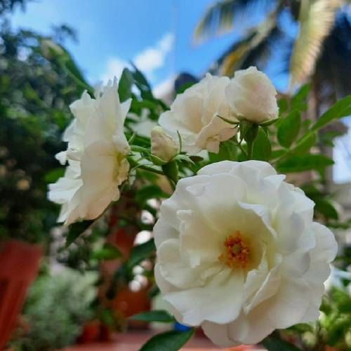  چشاشو می بنده رو به آسمون میشینه قشنگیای مُردنو تووی خواب می بینه